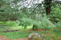 2014 április 26 Kámoni arborétum Pinus wallichiana Himalájai selyemfenyő.jpg